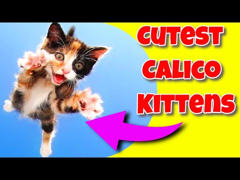 Calico Cats 101 - Calico Cats Luck - Cute Calico Kittens