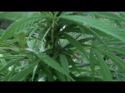 The Master Kush!! Very Master with 4 Month