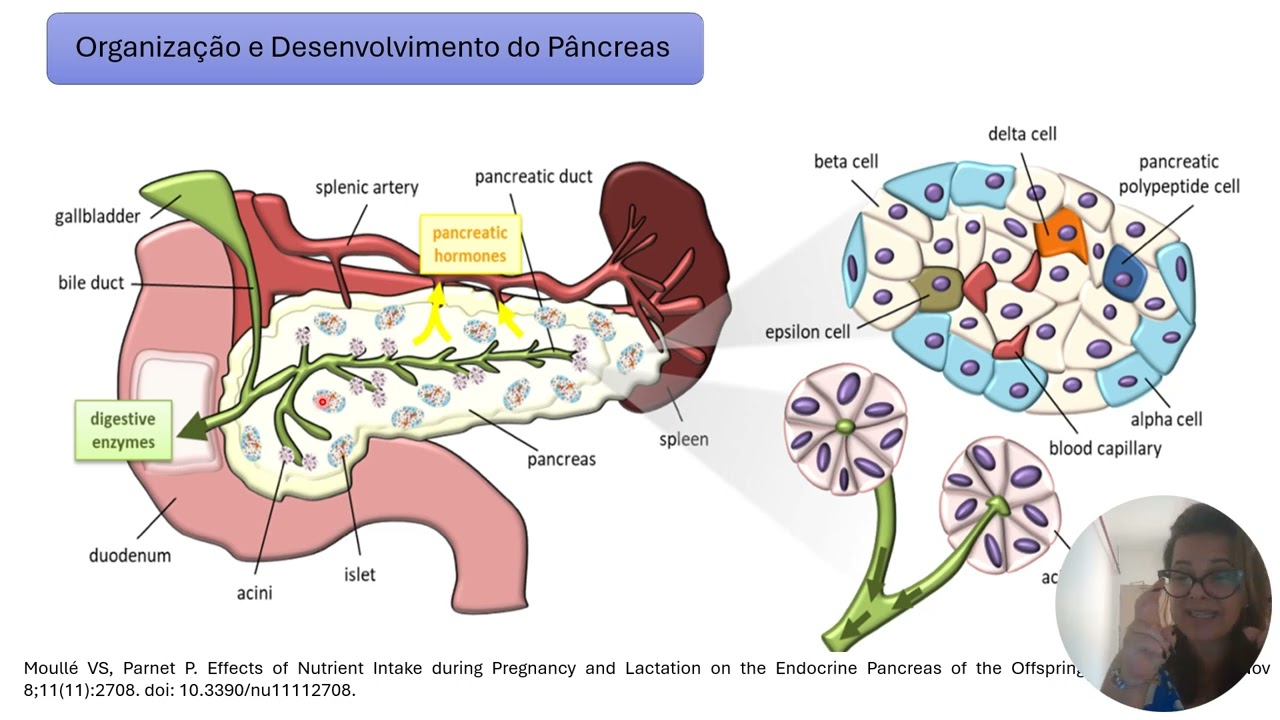 Pâncreas endócrino