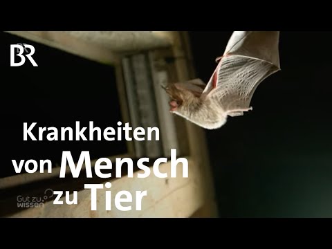 Zoonosen - Krankheiten von Tier zu Mensch: Kampf gegen neue Erreger | Gut zu wissen | BR Fernsehen