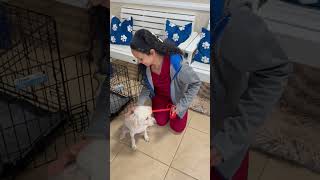 Video preview image #1 Poodle (Miniature) Puppy For Sale in Boca Raton, FL, USA