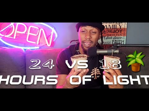 24hrs Vs 18hrs of Light - Cannabis Seedlings