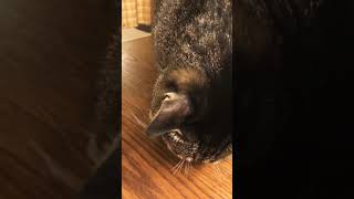 オヤツが食べられない猫/Cats that can't eat snacks