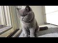 Británico de Pelo Corto - Henry the British Shorthair 