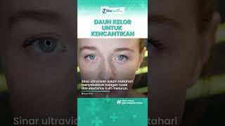 Cara Alami Mencegah Kulit Wajah Keriput dengan Daun Kelor, Inilah manfaat untuk Kesehatan