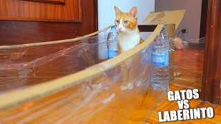 LABERINTO PARA LOS GATOS