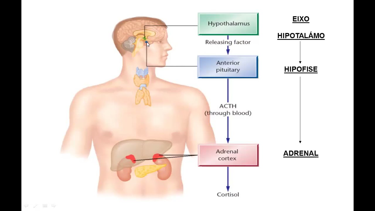 [AULA-RESUMO] EIXO HIPOTÁLAMO-HIPÓFISE-ADRENAL E A RESPOSTA FISIOLÓGICA DO ESTRESSE
