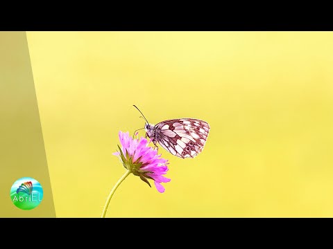 Muzică de Studiu si Concentrare ce Relaxează Mintea și Amplifică Atenția Pentru Activități