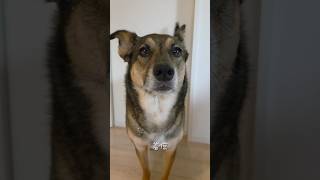 おはようまるちゃん🌞#雑種犬 #雑種 #保護犬 #犬のいる暮らし #いぬのいる生活 #犬のいる生活 #保護犬との暮らし #愛犬 #かわいい犬 #いぬ #犬 #犬動画