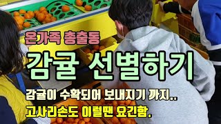 과일선별기로 감귤선별하기 감귤을 수확하고 택배로 보내기까지 많은 손이 필요합니다.