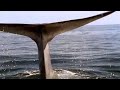 Blue Whale Blue Planet BBC Studios