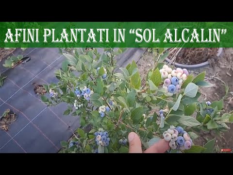 Results of planting blueberry crops in "alkaline soil" after 3 years