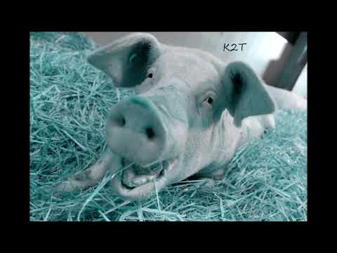 K2T- VIDE LA BOUTEILLE  ( Son officiel )