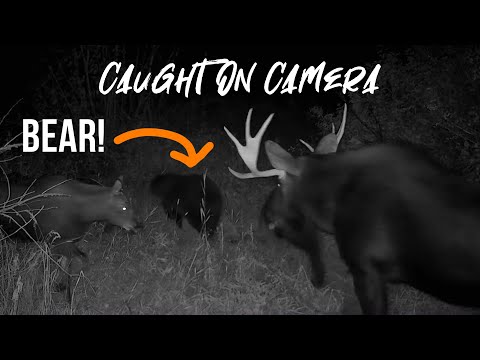 Wildlife Just Outside Of Town | Backyard to Backcountry Trail Cams (EP. 2)