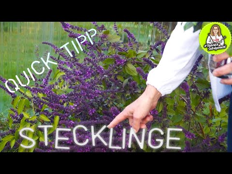 Basilikum über Stecklinge vermehren - ganz einfach unendlich viele Pflanzen ziehen