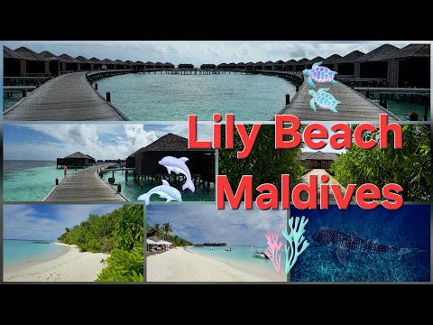 Lily Beach Resort & Spa | Walking around the Island and Facilities of the Resort | Maldives