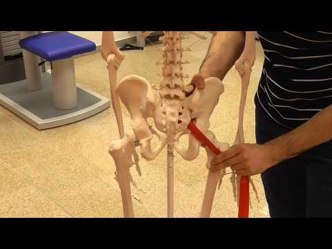 Piriformis Syndrom - Ischiasschmerzen - Lumboischialgie -!!! Erklärt von -PHYSIOMED SETTELMEYER-