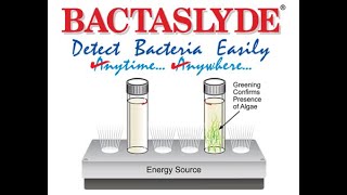 Bactaslyde - How to use Algae Testing Kit