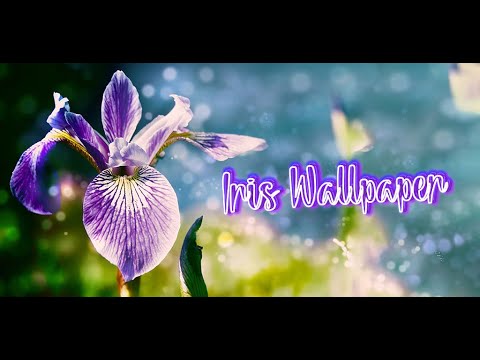 iris wallpaper