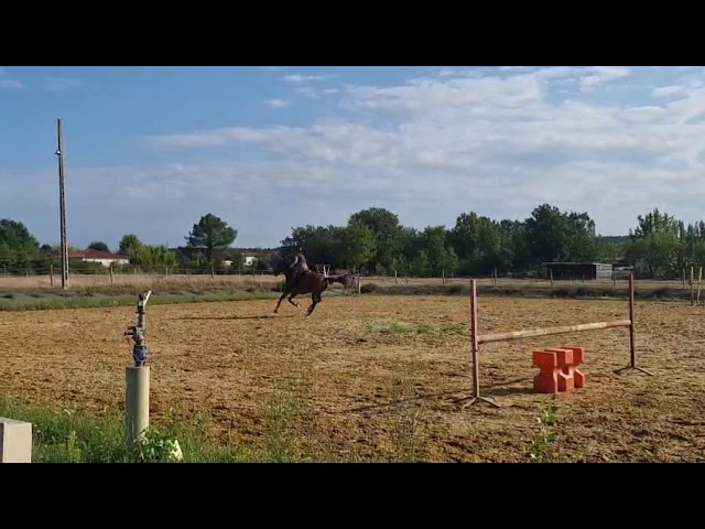 Hongre de 13 ans