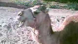 hermoso camello