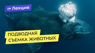 Михаил Коростелёв про подводную съемку и животных
