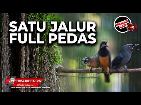 🔴Kompilasi Masteran Mengerikan Tepus Pala Abu vs Srigunting Abu vs Cucak Cungkok Gacor Sejalur