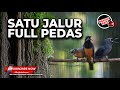 Kompilasi Masteran Mengerikan Tepus Pala Abu Vs Srigunting Abu Vs Cucak Cungkok Gacor Sejalur