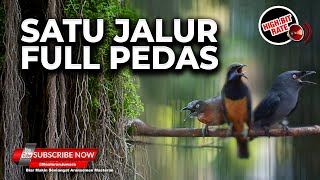 Download lagu 🔴Kompilasi Masteran Mengerikan Tepus Pala Abu vs Srigunting Abu vs Cucak Cungkok Gacor Sejalur mp3