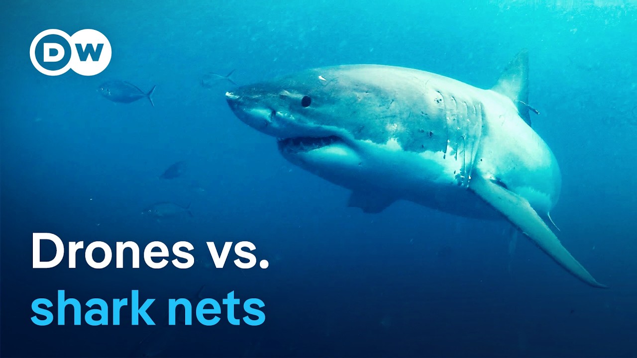 High-tech shark deterrence - Australia's new strategy for safe beaches | DW Documentary