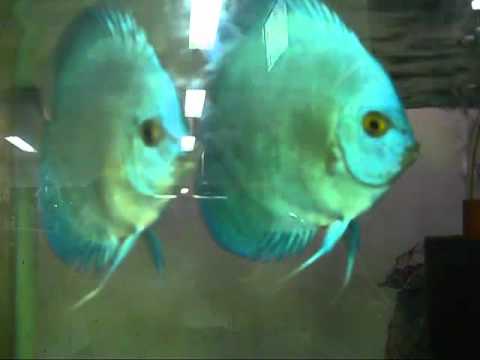 Green Discus Fish In My Aquarium