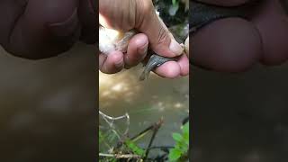 Download lagu #fishing mencoba mancing di air keruh strek ikan nilem mp3