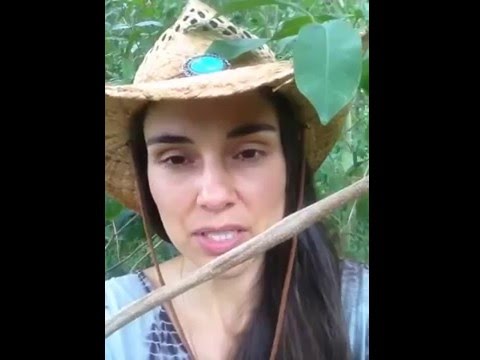 Honeybee Bait Hives for Swarm Catching