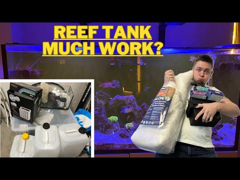 Is Keeping a Reef Tank really Much Work?| Full Run Down of my Reef Tank maintenance