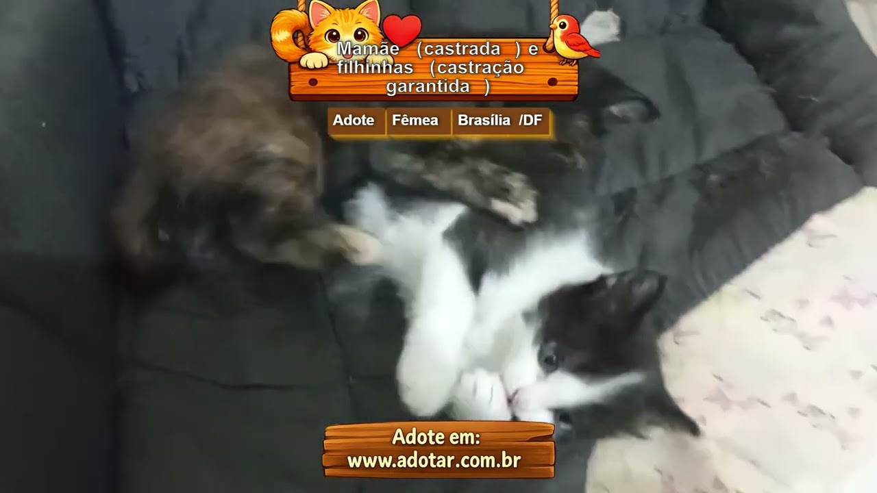 Gato raça SRD-ViraLata idade 2 a 6 meses nome Mamãe (castrada) e filhinhas (castração garantida)