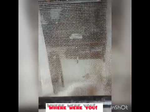 My dog when I return home