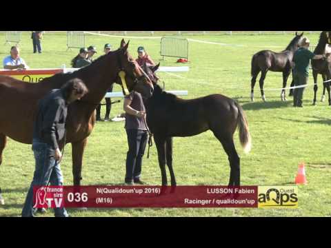 Show AQPS Le Lion 2016 : Lot 36 - N(Qualidoun'up 2016)