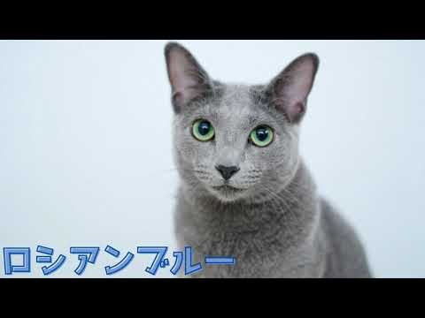 ロシアンブルー 001.gif