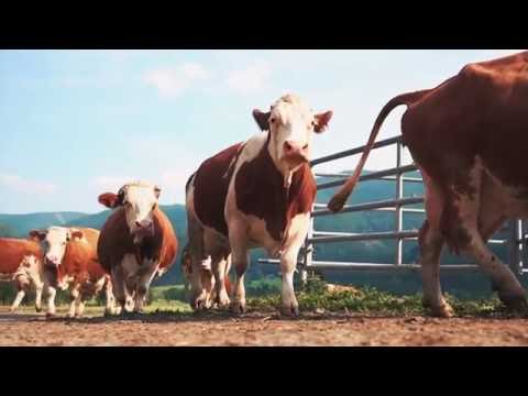 #WieWirLeben - Almdudler am Gullyhof. Urlaub am Bauernhof Kärnten