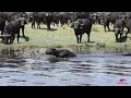 Baby Buffalo Fights Hard But Loses The Battle To Crocodiles In Chobe River Botswana