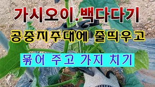 [텃밭농부 1,493]  가시오이. 백다다기 공중지주대에 줄 띄우고 묶어 주는 방법