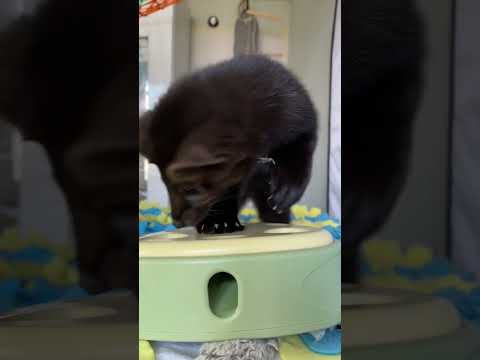 Get 10% discount from Fluffee with sablebuddy10 promo #sable link in description