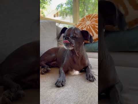 😅 Funny dog videos#dogs #pets #funny #fumnyvideos #Funny animals #foryou #Toxi