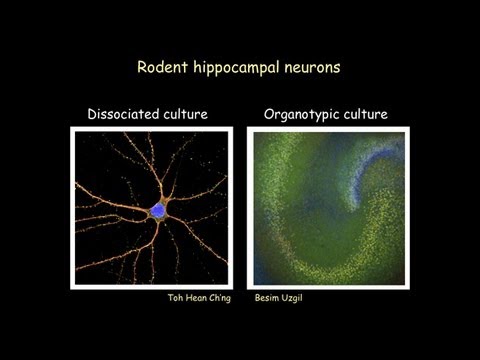 Memories that Last: Genes Neurons and Synapses