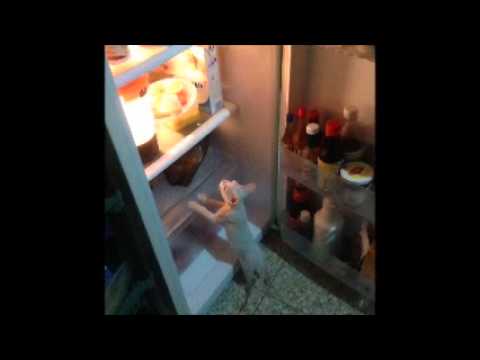 Tribute to Faviola English