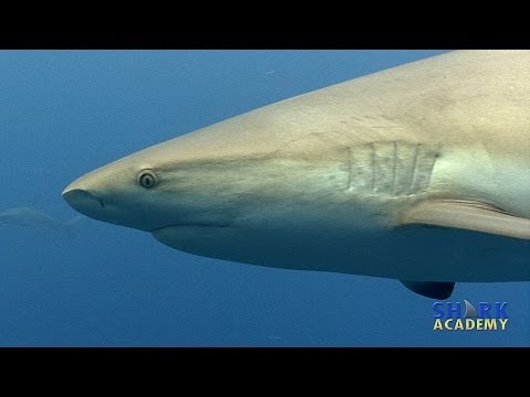 Caribbean Reef Sharks | SHARK ACADEMY