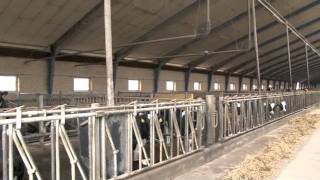preview picture of video 'Dan Dutch Farms - FarmVideo 115 Harehedegård in Grindsted'