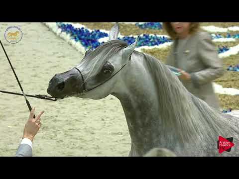 N.203 LARANDO - Dubai 2019 - Stallions 7-9 years old