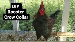Rooster Crow Collar DIY