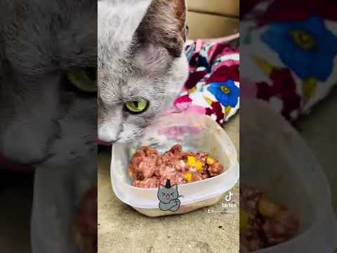 Russian Blue Cat Enjoys Eating B.F.F. Valentine Cat Food #pinklulustudio